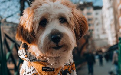 English Expressions Related to Pets: 5 Idioms to Sound Fluent