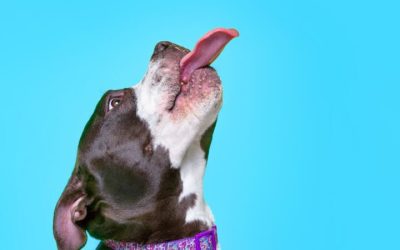 English Tongue Twisters: Improve Pronunciation and Have Fun