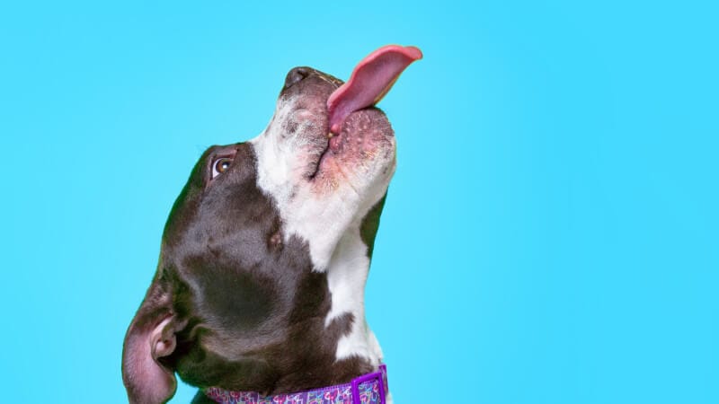 English Tongue Twisters: Improve Pronunciation and Have Fun